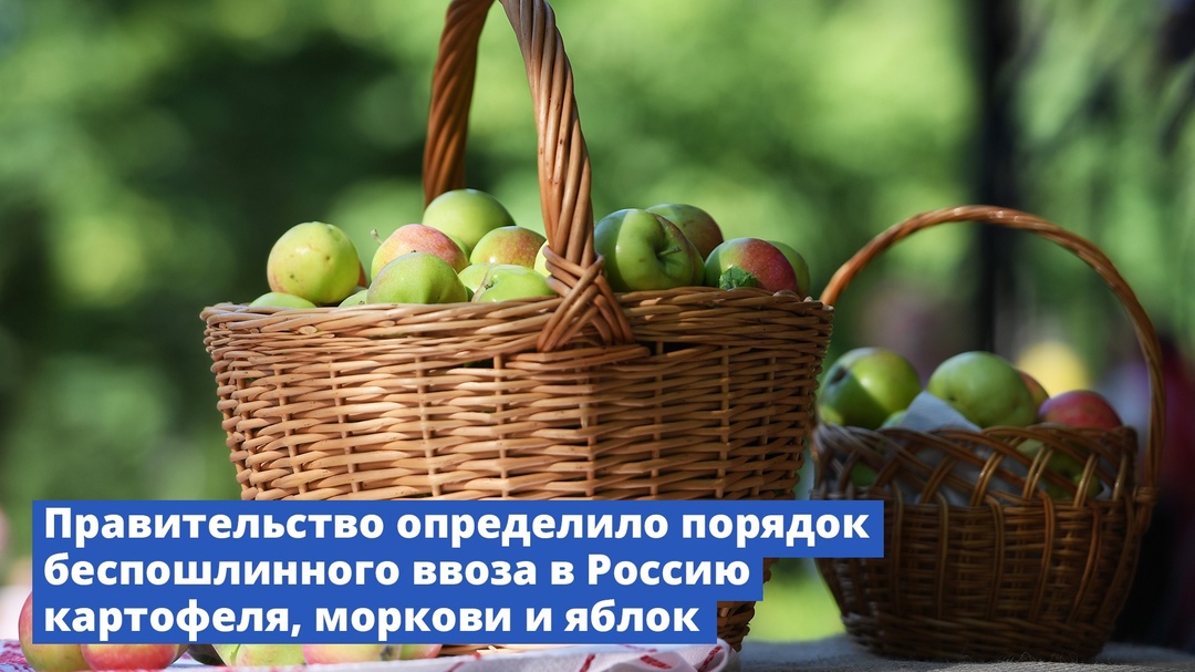 Правительство определило порядок беспошлинного ввоза в Россию картофеля, моркови и яблок