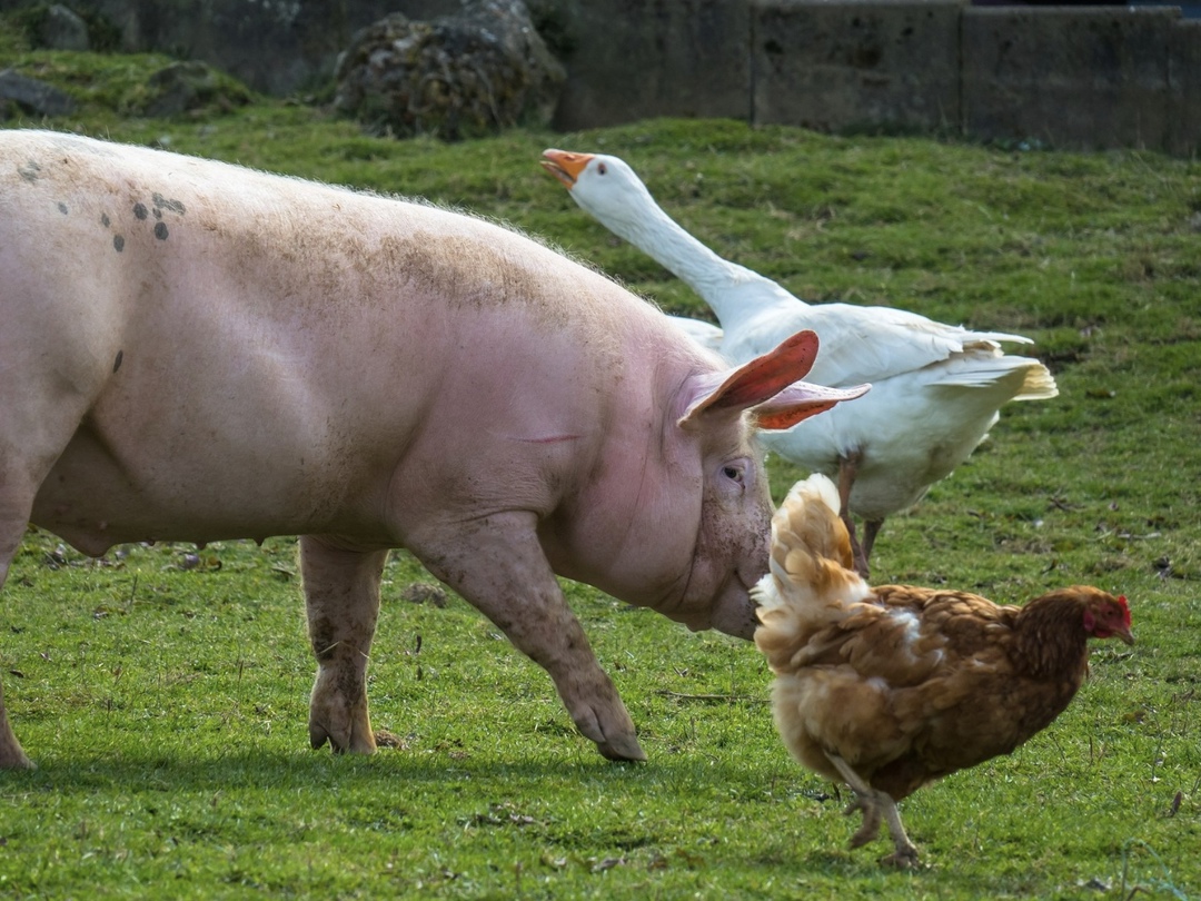 В 2025 году уровень господдержки для фермеров сохранится на уровне прошлого года и составит 15 млрд руб. без учета субсидий на льготное кредитование. Об этом…