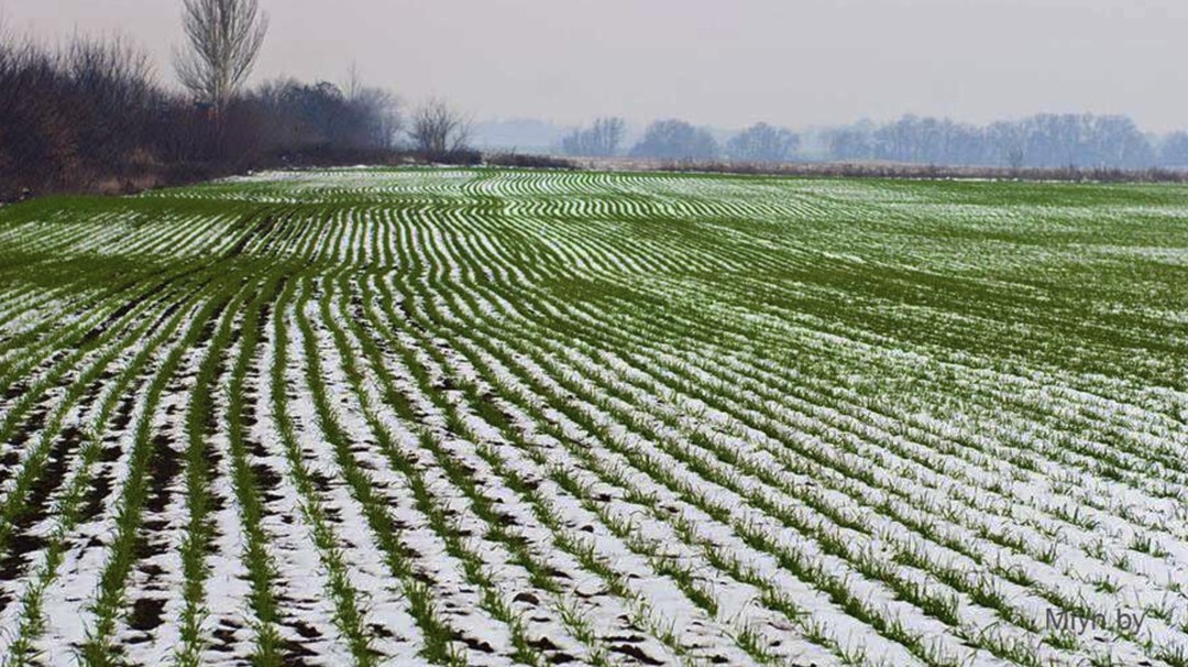Растениеводы, претендующие на страховые выплаты в связи с погодными катаклизмами, смогут получить право на них, предоставив страховщикам фото или видео…