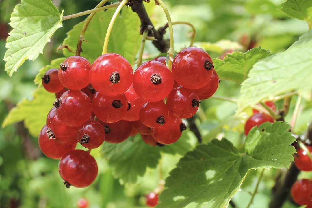 Заместитель председателя ассоциации «Народный фермер», глава КФХ в Калужской области Бапкен Испирян планирует увеличить производство смородины. Такими планами…