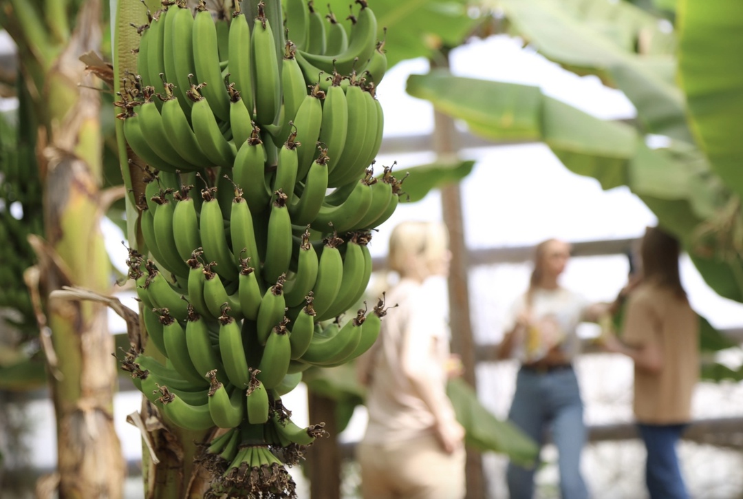 Ассоциация развития субтропического сельского хозяйства может к концу 2025 года представить первые бананы, выращенные в теплице в России. Об этом гендиректор…