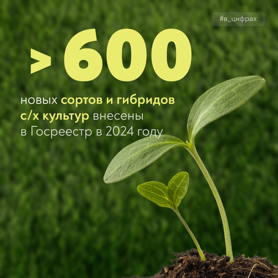 Что важно для хорошего урожая? Соблюдение технологий, погода.. и, конечно, качественные семена