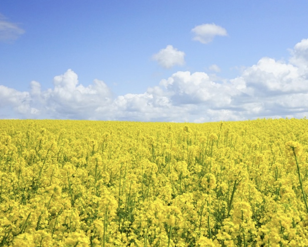 В последние годы объемы производства и посевные площади рапса существенно увеличились: если в 2010 году его посевы составляли 856,7 тыс. га, а валовой сбор…