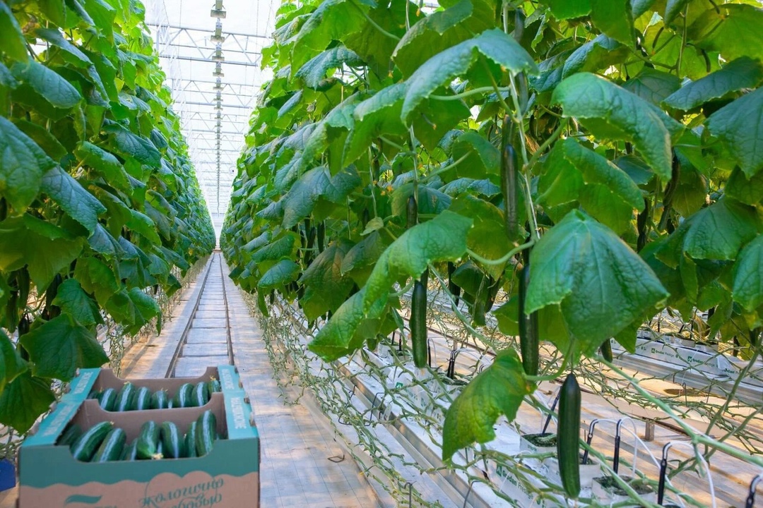 После нескольких лет перерыва тепличный комплекс «Тульский» (входит в холдинг «ЭКО-культура») возобновил круглогодичное выращивание огурцов, сбор урожая…