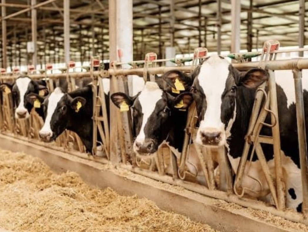 Надои молока на одну корову в сельхозорганизациях (кроме СМП) в 2024 году выросли в среднем на 5,6% (+452 кг), до 8531 кг, сообщил аналитический центр Milknews