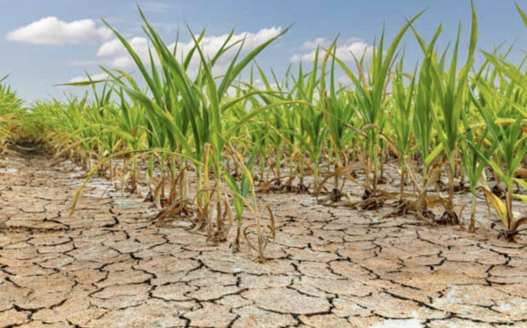 Аномальные майские заморозки и засуха в 2024 году принесли ущерб растениеводству Воронежской области на сумму около 27 млрд руб., сообщил заместитель…