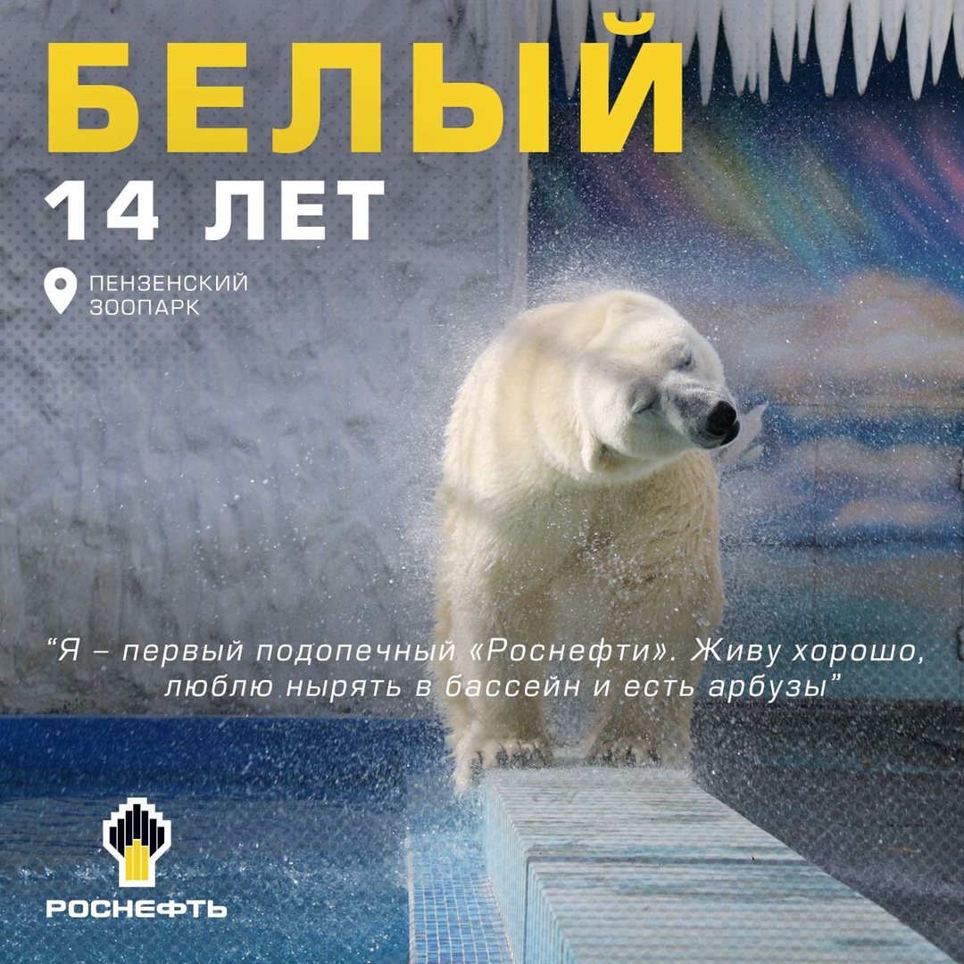 Думка, Комета и Белый — знакомимся со звёздами зоопарков