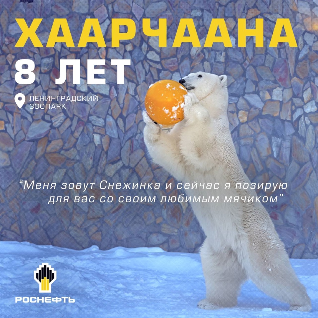 Думка, Комета и Белый — знакомимся со звёздами зоопарков