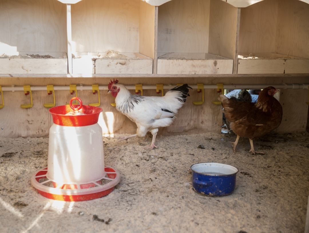 Птицефабрика «Комсомольская», крупнейший производитель яйца в Пермском крае, в первом и втором кварталах 2025 года введет в эксплуатацию два новых корпуса для…