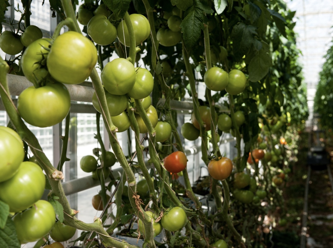 Пятнадцатый арбитражный апелляционный суд решил изъять в госсобственность 93,11% акций АО «Агрокомбинат «Тепличный»