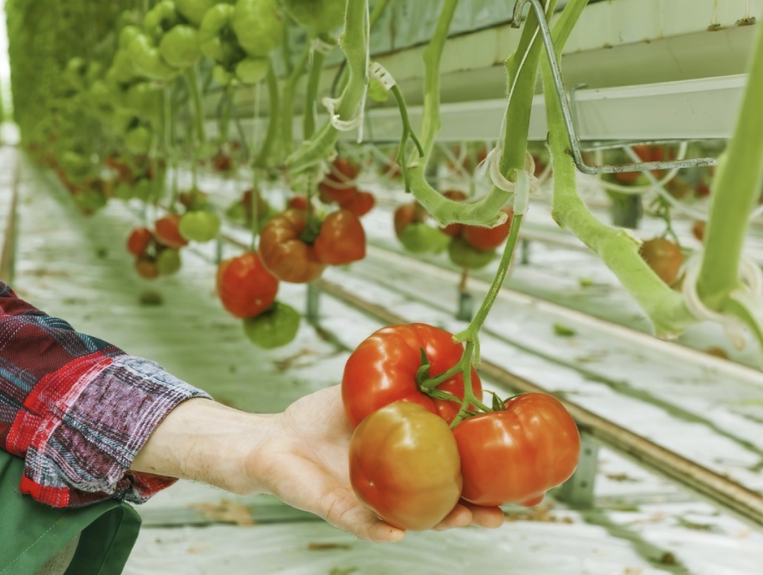 Согласно результатам опроса, проведенного компанией «Гродан» (крупнейший производитель высокотехнологичных субстратов на основе каменной ваты для выращивания…