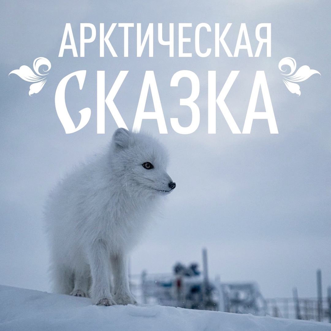 В ее имени — «медведица»! Название сурового края происходит от греческого слова «арктос», и это не случайность