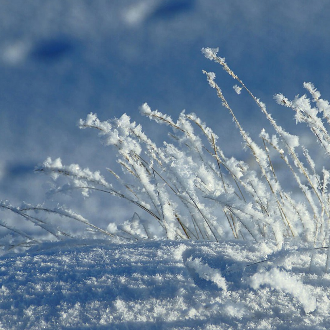 В ее имени — «медведица»! Название сурового края происходит от греческого слова «арктос», и это не случайность