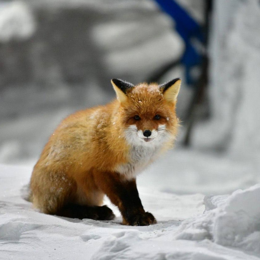 В ее имени — «медведица»! Название сурового края происходит от греческого слова «арктос», и это не случайность