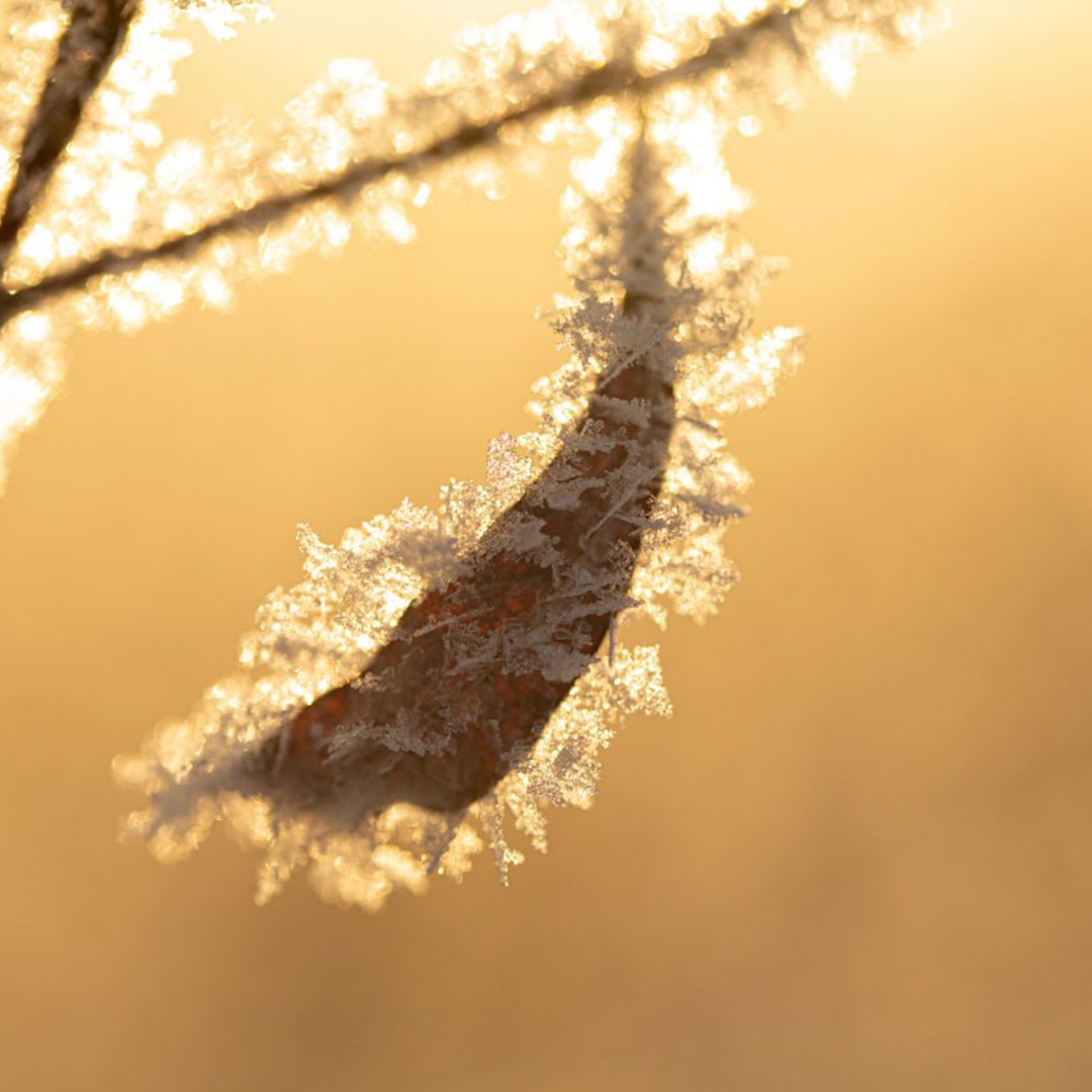 В ее имени — «медведица»! Название сурового края происходит от греческого слова «арктос», и это не случайность