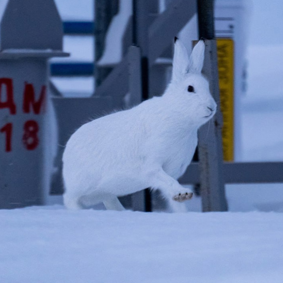 В ее имени — «медведица»! Название сурового края происходит от греческого слова «арктос», и это не случайность