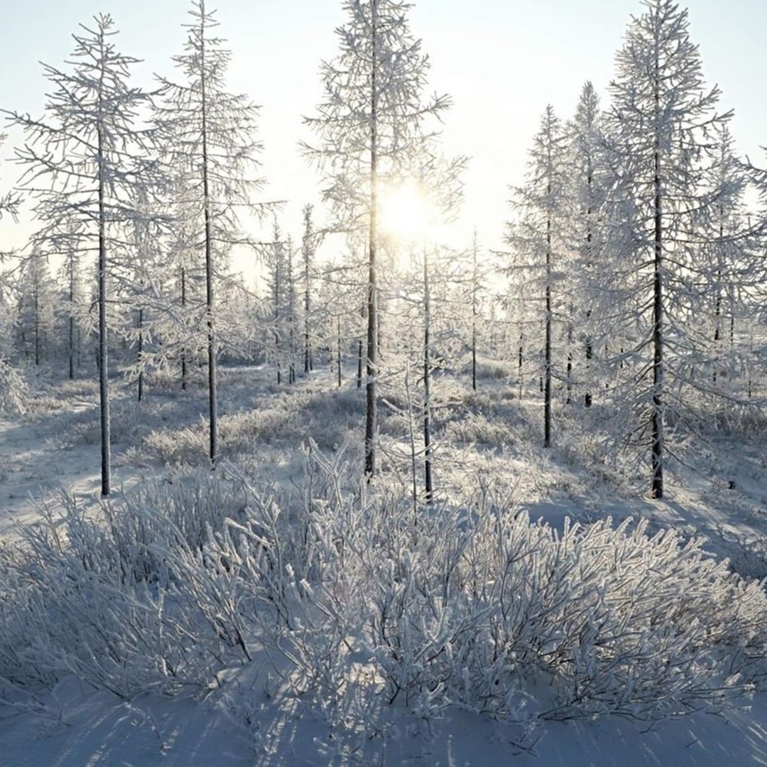 В ее имени — «медведица»! Название сурового края происходит от греческого слова «арктос», и это не случайность