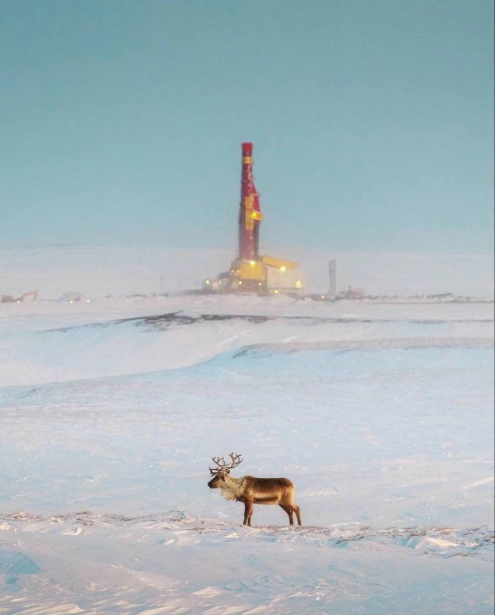 Край безграничных возможностей Суровая и хрупкая, непокоримая и притягательная. Арктика — уникальный край и северная кладовая России.