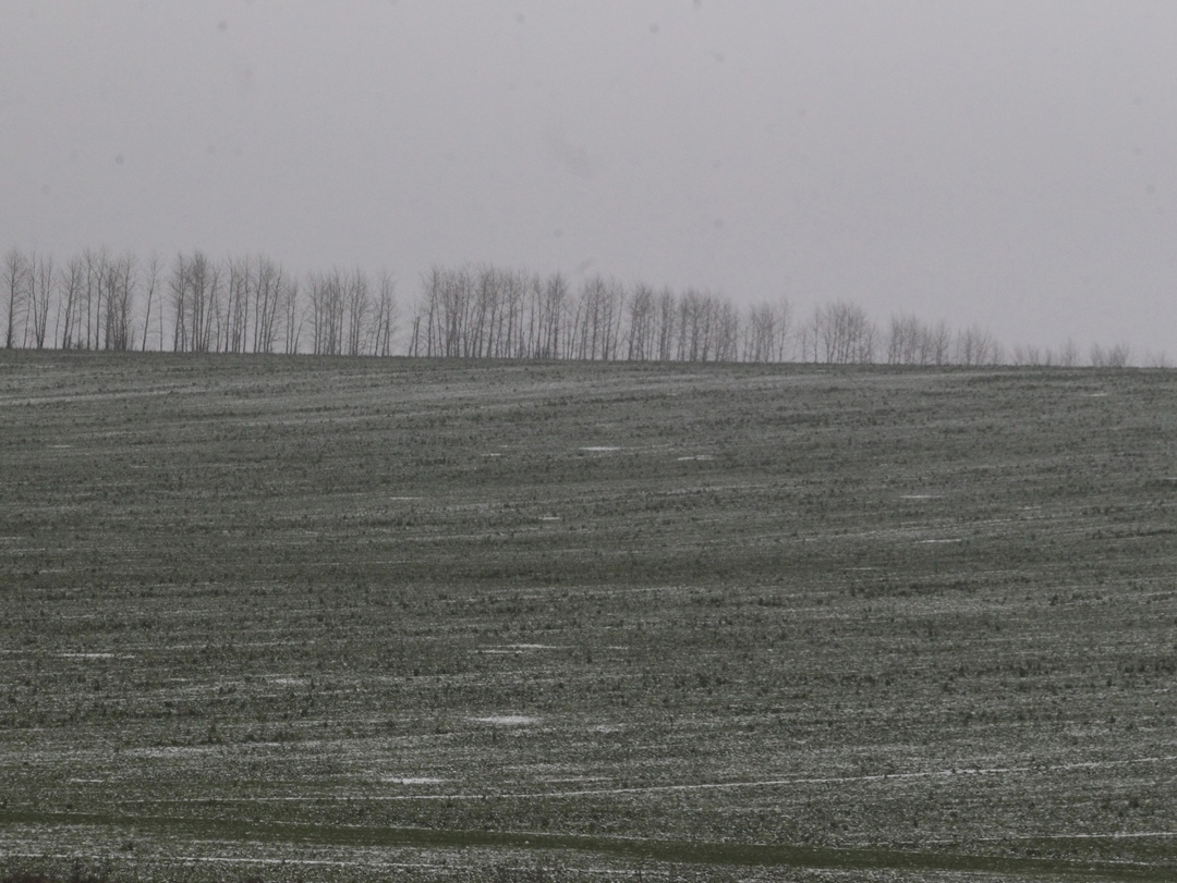 Гендиректор аналитической компании «ПроЗерно» Владимир Петриченко в кулуарах Зимней зерновой конференции в Белокурихе отметил, что низкий уровень запасов…