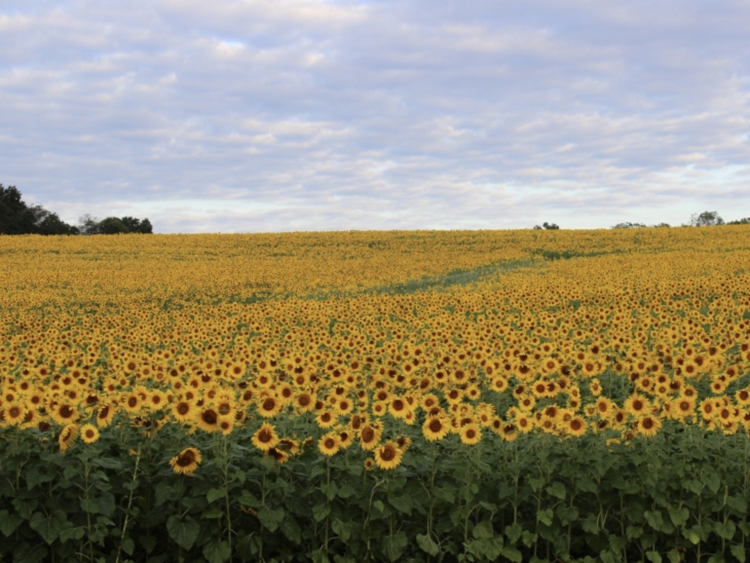 Ученые Всероссийского научно-исследовательского института масличных культур им. В. С. Пустовойта создали уникальный гибрид подсолнечника «стеарин»