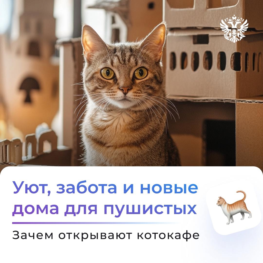 Что такое красота? Это домик для кота. Но не у всех мурлык есть дом. Находят его приюты, волонтёры и МСП, а мы им помогаем