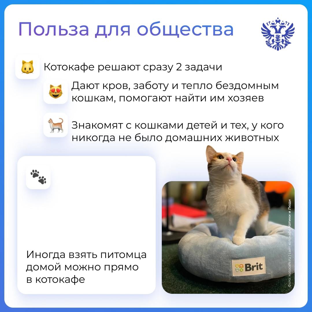 Что такое красота? Это домик для кота. Но не у всех мурлык есть дом. Находят его приюты, волонтёры и МСП, а мы им помогаем