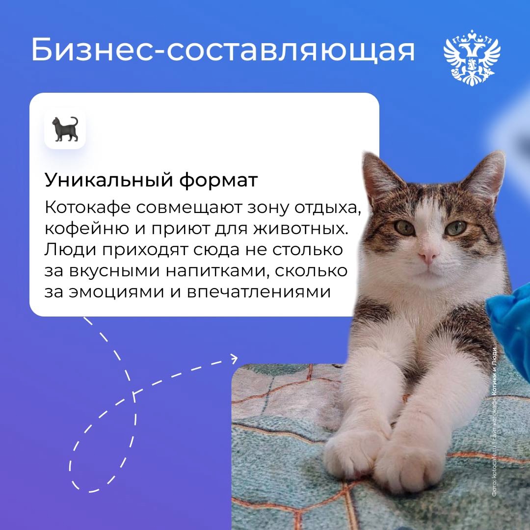 Что такое красота? Это домик для кота. Но не у всех мурлык есть дом. Находят его приюты, волонтёры и МСП, а мы им помогаем