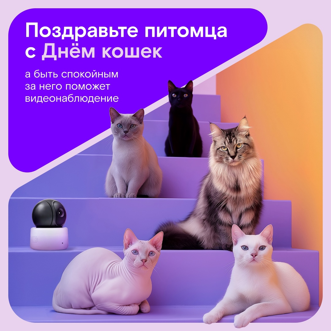 Сегодня свой праздник отмечают они — всеобщие любимцы, очаровательные проказники и настоящие хозяева любого дома