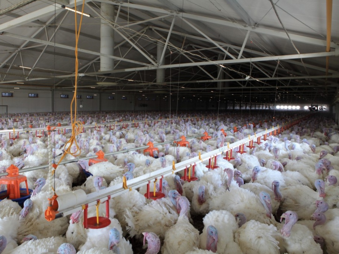 В 2025 году «Дамате» планирует начать строительство в Ростовской области шестого блока коммерческого стада индейки, что позволит увеличить объемы ее…