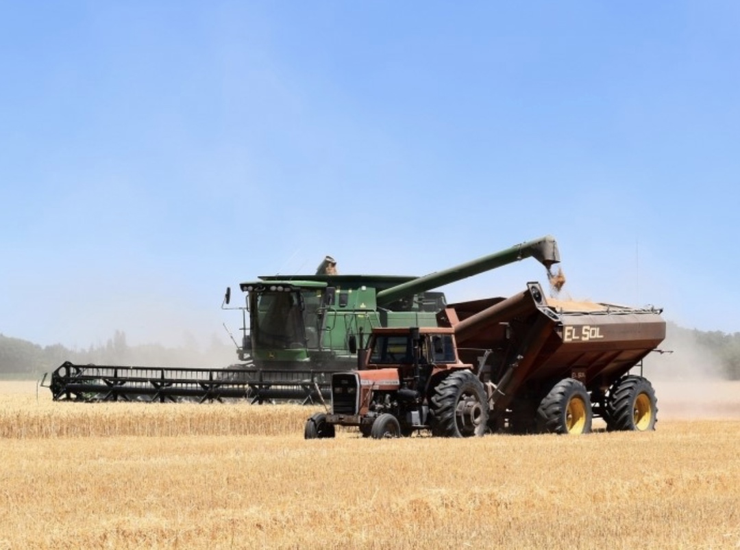 Росстат опубликовал итоговые показатели по собранному в 2024 году урожаю. По уточненным данным, валовой сбор зерна составил 125,9 млн т (здесь и далее – без…