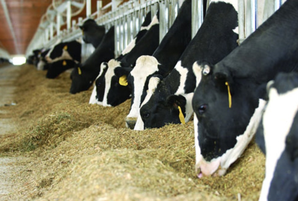 Федеральная антимонопольная служба сообщила, что проанализирует состояние конкуренции на рынке кормовых добавок для сельскохозяйственных животных. Служба…