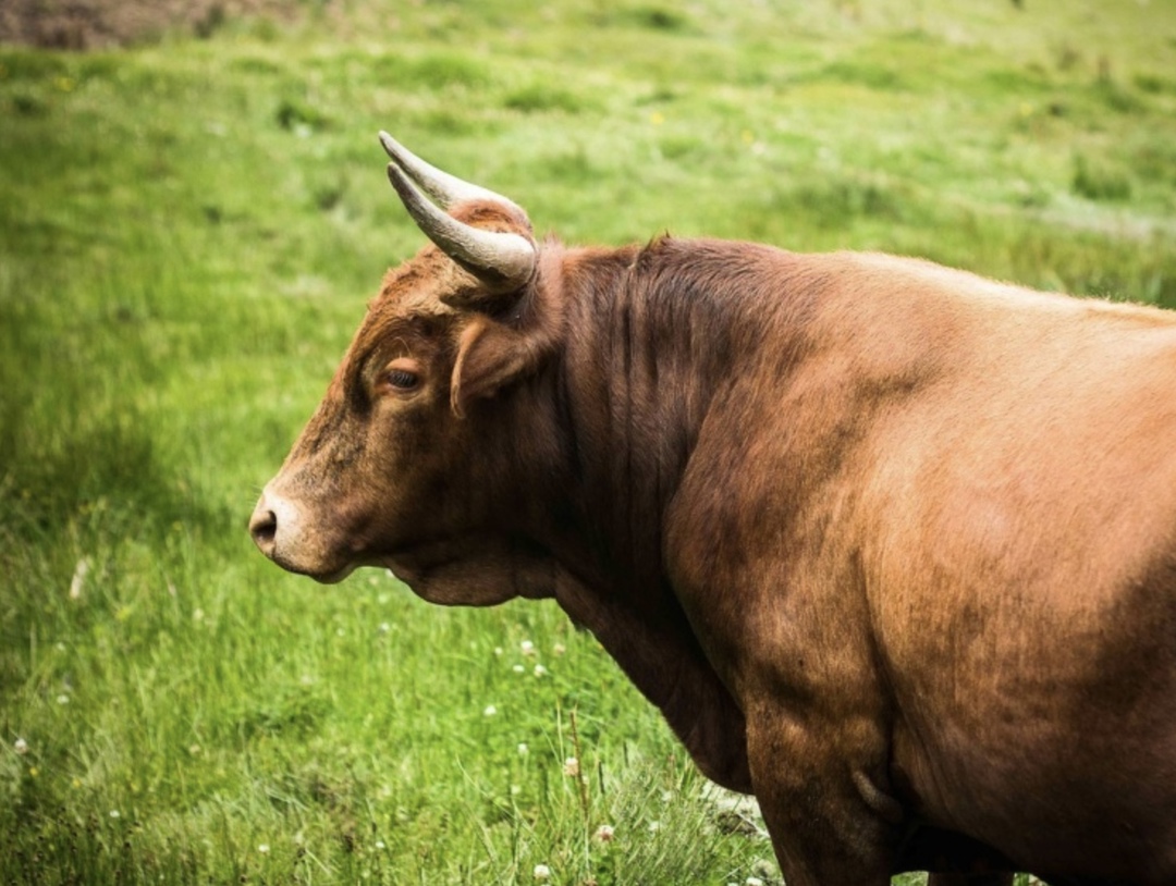 Импортозамещение в генетике. Реально ли России создать собственный племенной фонд? Мнение генерального директора компании «Центрплем» Данила Суслова.
