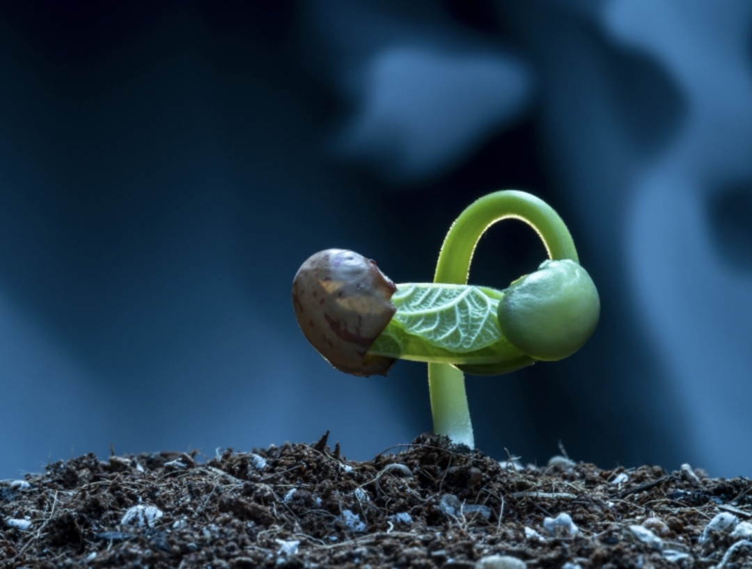 Доля семян отечественной селекции в 2024 году выросла до 67,6% с 62,5% в 2023-м, сообщил Минсельхоз по итогам Всероссийского совещания Госсорткомиссии