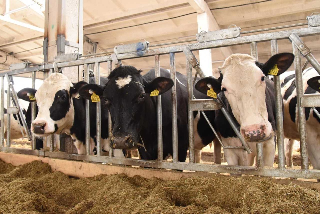 Молочное направление «Агроэко» по итогам 2024 года продолжает демонстрировать рост. Производство молока достигло 6,8 тыс. т против 6,6 тыс. т годом ранее. В…