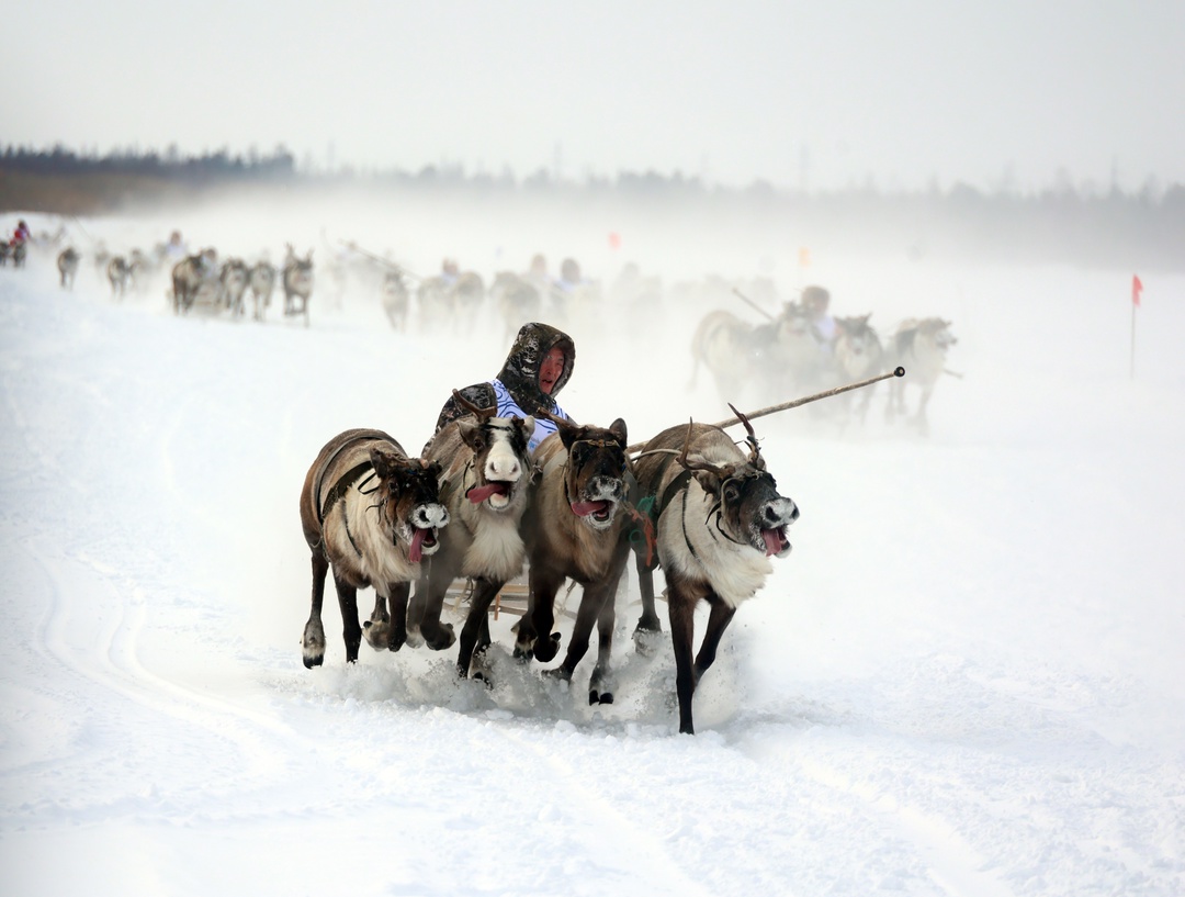 С ненецкого приветствия «Нани торова