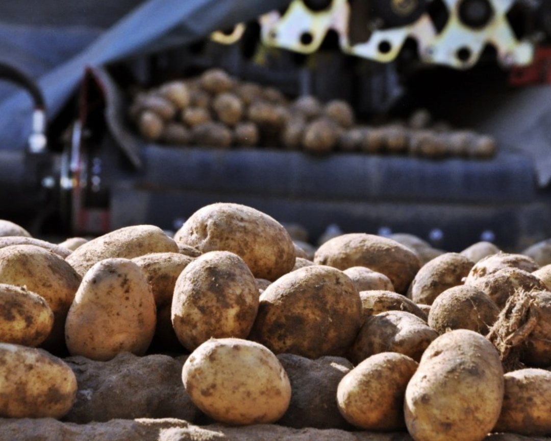 В 2025 году импорт столового картофеля вырастет примерно до 500 тыс. т после сокращения ввоза в прошлом году на фоне рекордного урожая в России: в товарном…