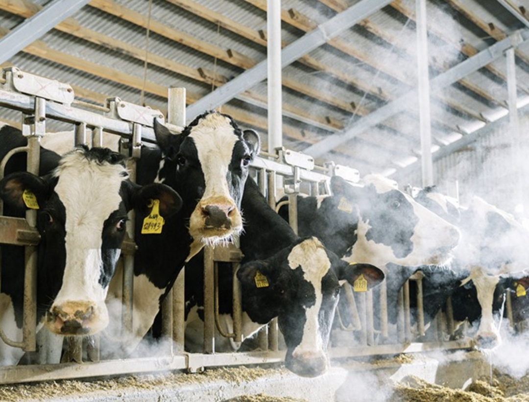 ФАС сообщила, что проанализирует состояние конкуренции на рынке сырого молока, соответствующие запросы уже направлены более чем 90 производителям