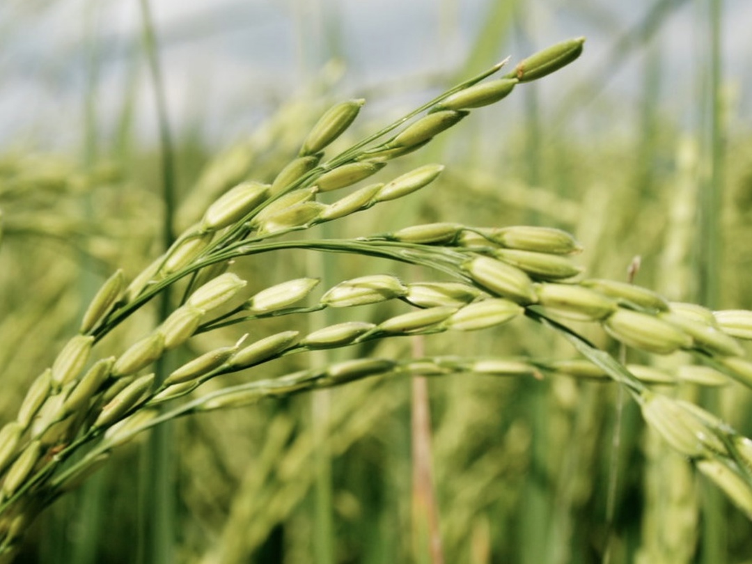 Правительство прорабатывает меры по стимулированию производства риса за счет открытия высокорентабельных экспортных рынков, а также механизмы поддержки рыбной…