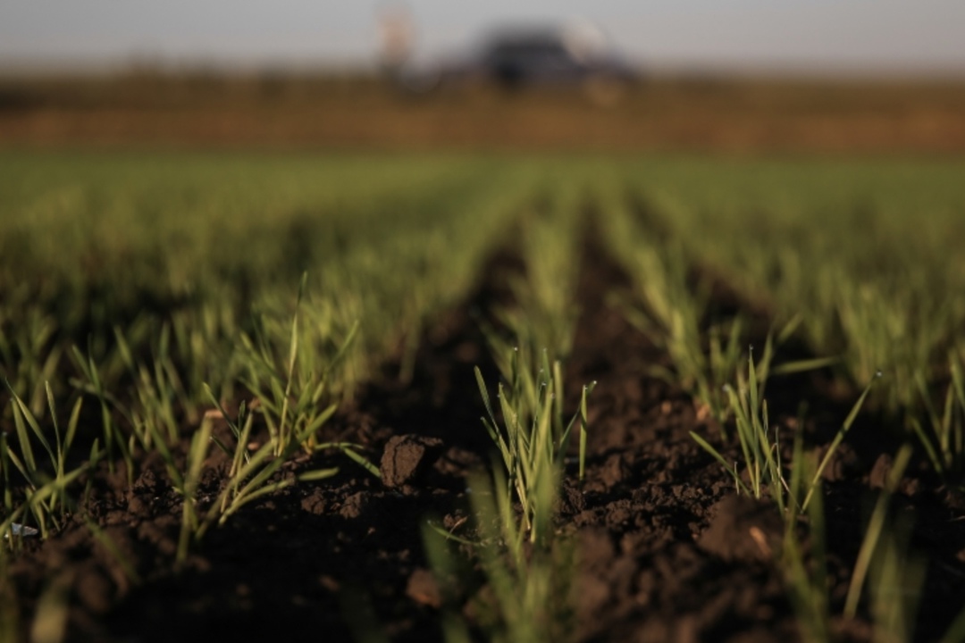 Состояние озимых на европейской территории России весной улучшилось. «Нынешняя зима была теплая и малоснежная