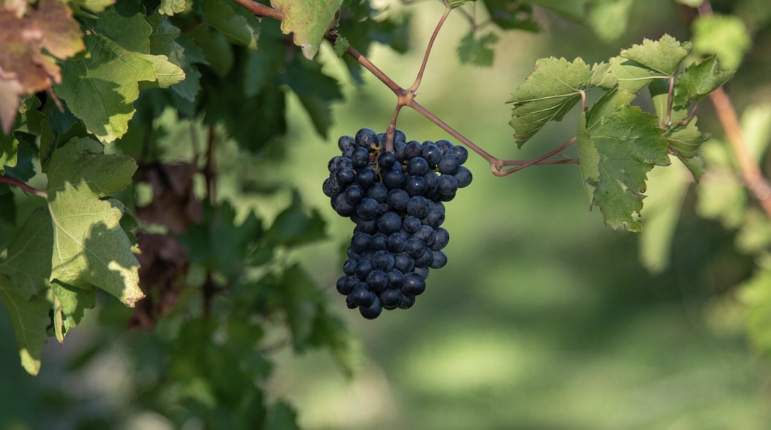 В прошлом году специалисты Госсорткомиссии завершили очередной многолетний цикл испытаний 96 сортов винограда, по его итогам Госреестр селекционных достижений…