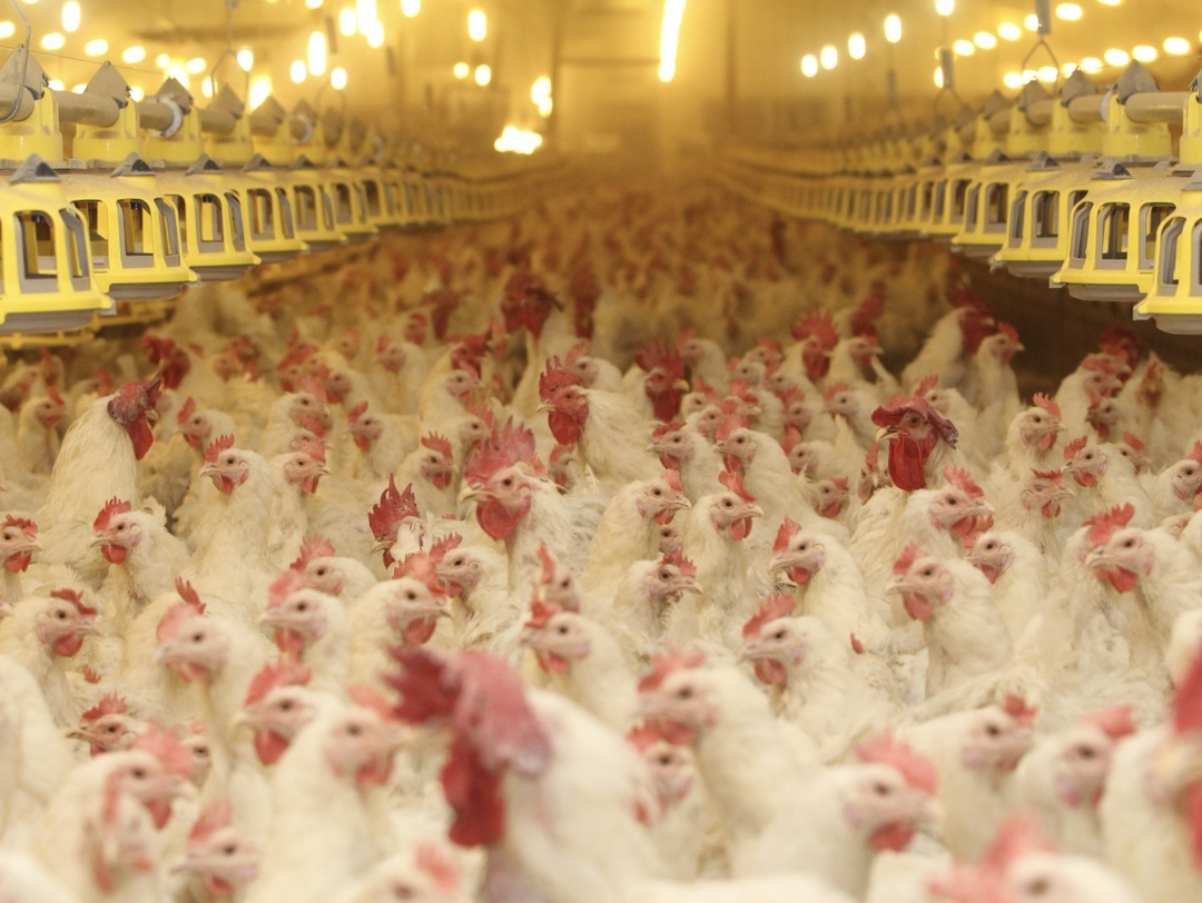 Группа «Черкизово» ввела в эксплуатацию шесть дополнительных птичников в Зональном районе Алтайского края, что позволит ей увеличить производство куриного…