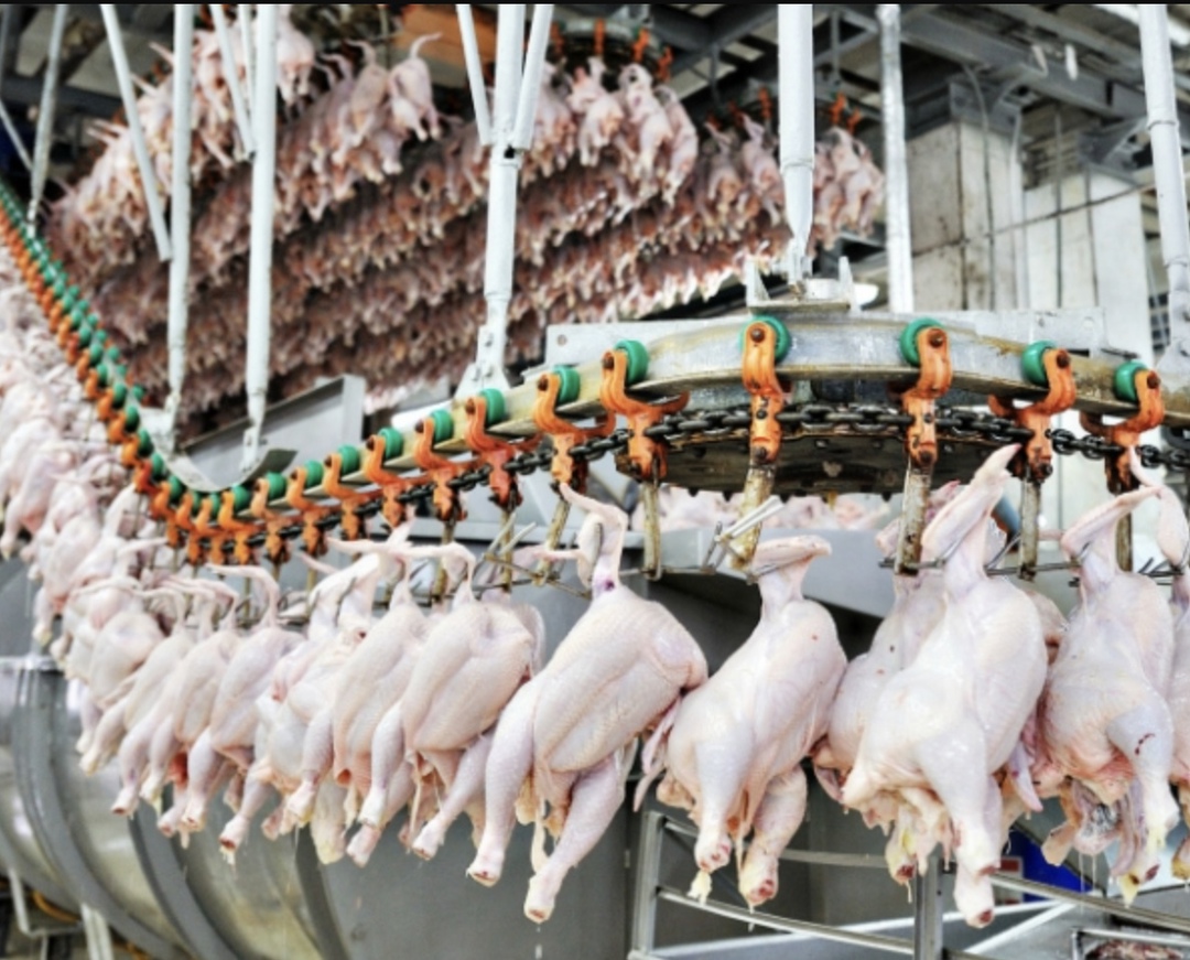 Птицефабрика «Роскар» в ближайшие несколько лет планирует отказаться от производства мяса бройлеров и будет заниматься только выпуском яиц, пишет «Новый…