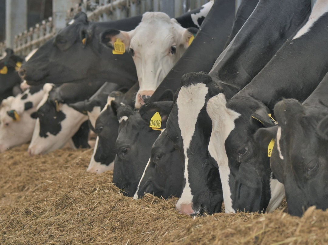 Сельскохозяйственное производство в январе выросло на 2,1% по сравнению с январем 2024-го — до 290,2 млрд руб., следует из данных Росстата. В январе во всех…