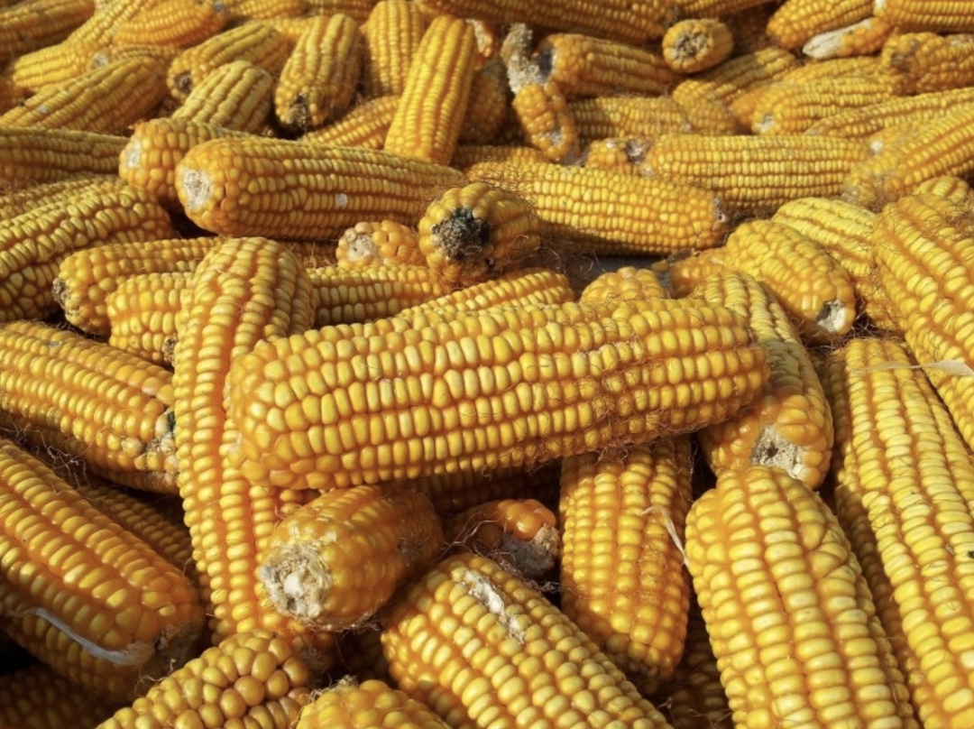 По прогнозу аналитического центра компании Ruseed, в этом году кукуруза может быть посеяна на площади 2,62 млн га, что сопоставимо с показателем 2024-го