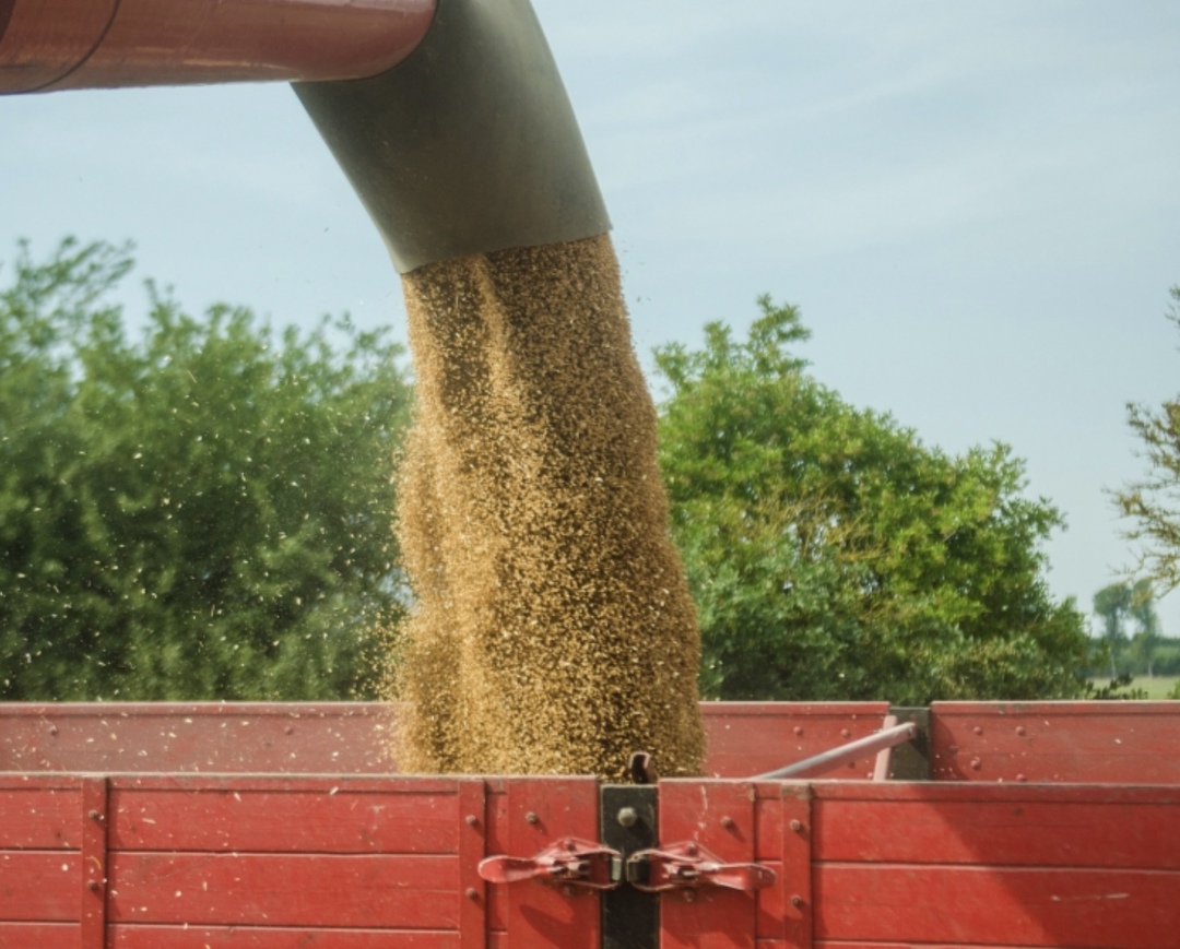 Глава Минсельхоза Оксана Лут обратилась с письмом к президенту Владимиру Путину, в котором сообщила, что из-за снижения производства в России сложился высокий…