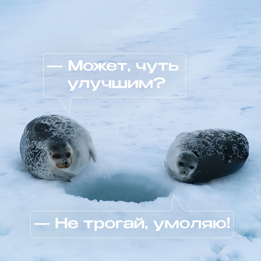 Акиба — так иногда называют этих маленьких тюленей. Обитают они преимущественно в водах арктических морей, и лед для них — родной дом