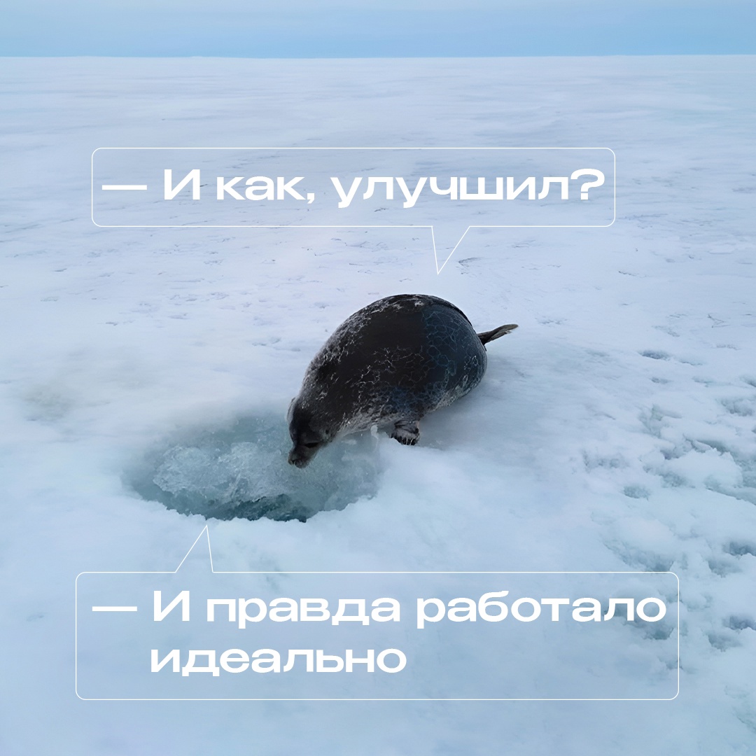 Акиба — так иногда называют этих маленьких тюленей. Обитают они преимущественно в водах арктических морей, и лед для них — родной дом