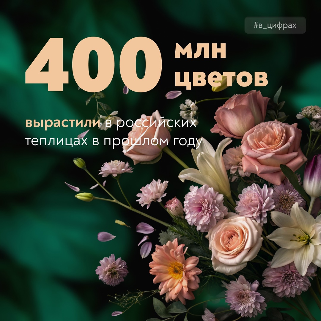 По предварительным данным, в прошлом году в российских теплицах собрали более 400 млн цветов – роз, тюльпанов, лилий, хризантем и многих других.