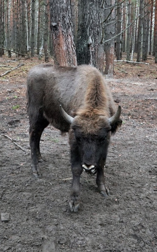 «Транснефть» 10 лет успешно реализует проект по восстановлению поголовья европейского зубра