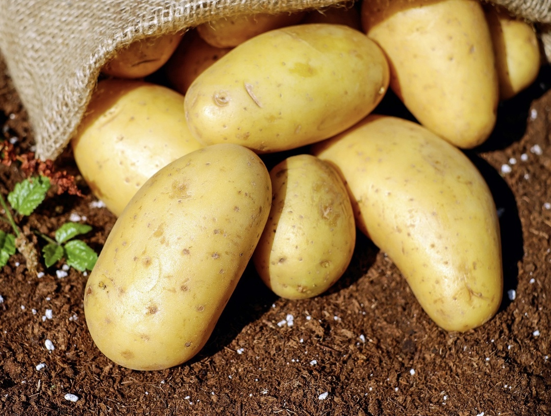 «Мираторг» реализует в Тульской области проект по развитию картофельного семеноводства. Он предусматривает строительство современных хранилищ, приобретение…